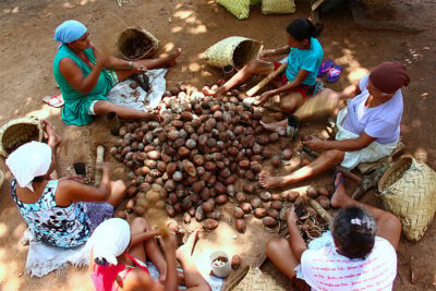 Quebradeiras de coco do Maranhão simbolizam força feminina na produção de alimentos no Brasil