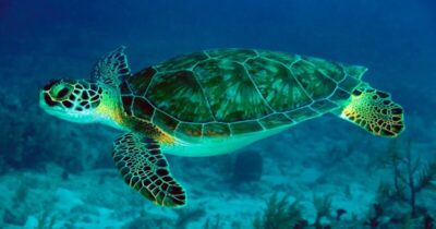 Tartaruga-verde Vitória retorna ao mar em Paulino Neves após recuperação emocionante