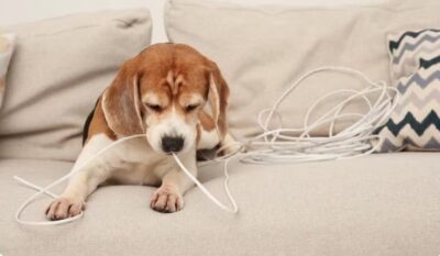 Equatorial Maranhão orienta sobre segurança com energia elétrica para proteger pets em casa