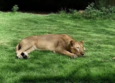 Homem invade recinto e é morto por leoa em parque de João Pessoa