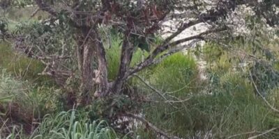 Cabeça humana é encontrada na zona rural de Cidelândia