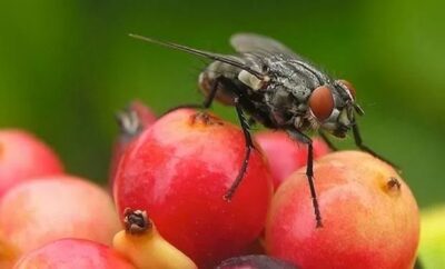 Virose da mosca: São Luís registra alta em internações e atendimentos