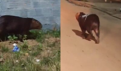 Capivara é flagrada em bairro de Imperatriz e surpreende moradores