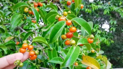 Pesquisa da Uema utiliza planta nativa para reduzir contaminação por cobre na cachaça