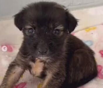 Filhote de cachorro e gato são abandonados no interior do Maranhão