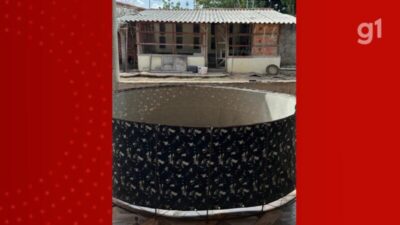 Mulher é presa por manter rinha clandestina de galos em Caxias, no MA; 12 aves foram resgatadas