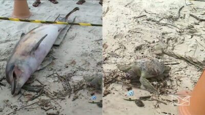 Tartaruga e boto são encontrados mortos em praia de São Luís e acendem alerta ambiental