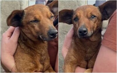 Cão caminha 12 km para se despedir do tutor em velório em Minas Gerais