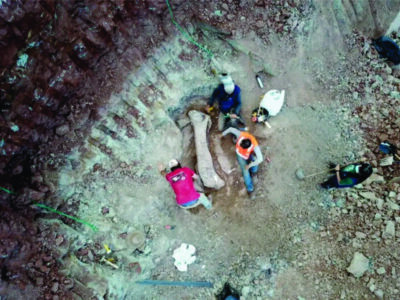 Ossos encontrados em obra de ferrovia em Davinópolis são de dinossauro pescoçudo