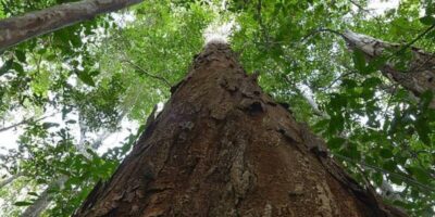 Nova resolução aprimora usos do Pau-Brasil, árvore símbolo do país