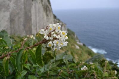 Planta considerada extinta volta a ser vista em ilha no litoral de SP após cem anos
