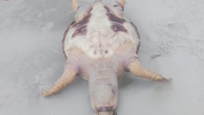 Duas tartarugas são encontradas mortas em menos de uma semana em praias da Grande São Luís