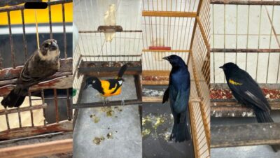 Operação resgata 27 animais e prende 14 pessoas no Maranhão