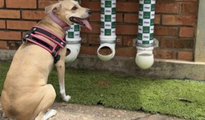 Prefeitura instala comedouros e bebedouros para animais de rua em secretaria e prevê ampliar projeto