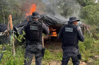 10 mil pés de maconha são destruídos no MA