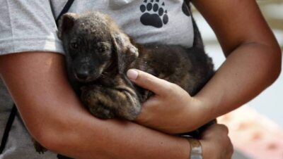 Governo sanciona lei que cria política nacional para resgate de animais em desastres