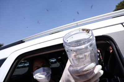 Saúde libera mosquitos estéreis para frear reprodução do Aedes
