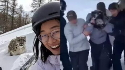 Turista é atacada por leopardo-das-neves após tentar tirar selfie na China