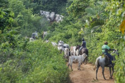 Vaqueiro contratado pelo Ibama é morto em terra indígena no Pará