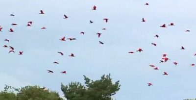 Homem é autuado pelo ICMBio por crime ambiental após provocar revoada de guarás em área protegida no MA
