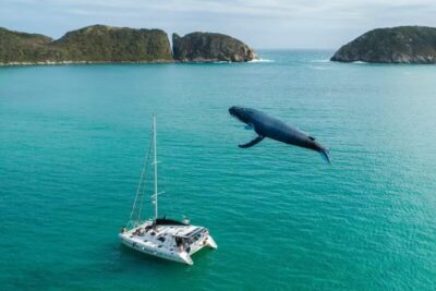 Baleias são avistadas na Praia de Figueira e encantam moradores em Arraial do Cabo