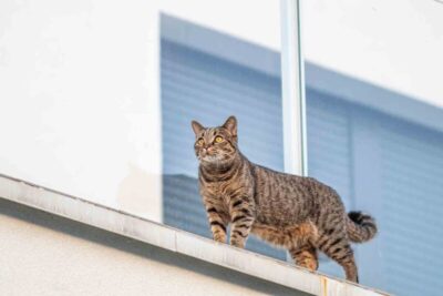 Condomínio é condenado a anular multa aplicada a moradora por causa de animal