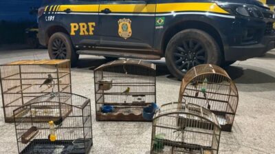 PRF resgata cinco aves silvestres mantidas ilegalmente em cativeiro na BR-010, no Maranhão