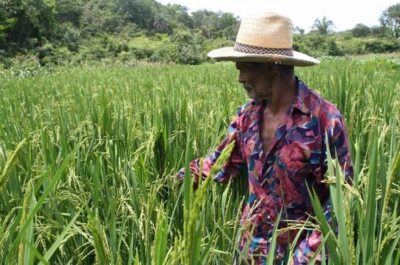 Projeto estabelece percentual de produtos da agricultura familiar em cestas básicas