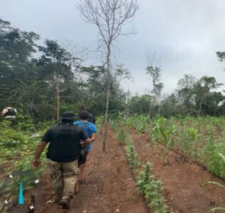 Plantio com mais de 10 mil pés de maconha é destruído em área indígena no interior do Maranhão