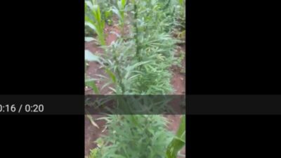 Polícia descobre 10 mil pés de maconha no interior do Maranhão