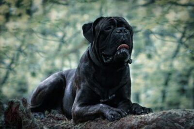 7 raças de cachorro grandes e pretas