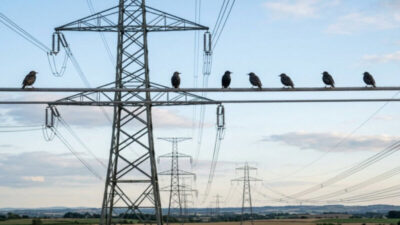 Por que os pássaros não levam choque nos fios de alta tensão?