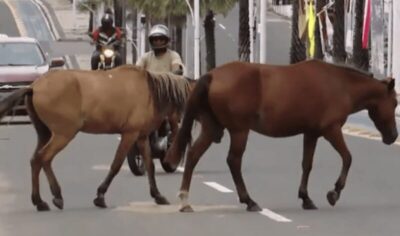 Animais soltos em avenidas movimentadas de Caxias aumentam o risco de acidentes