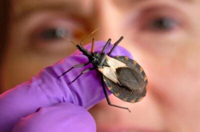 Doença de Chagas registra seis casos confirmados no MA em 2026