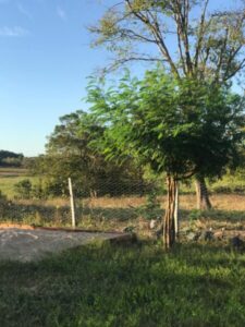 Mais segurança na zona rural: Equatorial Maranhão dá dicas que protegem a vida