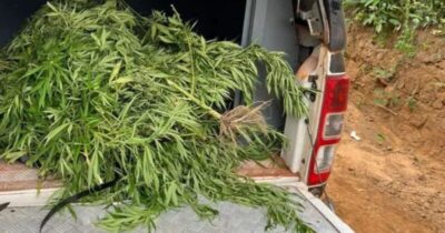 Destruídos 10 mil pés de maconha em terra indígena no MA