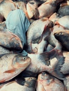 Gestão André da Ralpnet entrega 30 toneladas de pescado e beneficia milhares de pinheirenses na Semana Santa