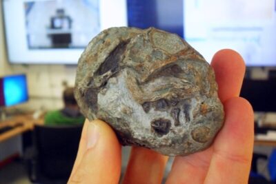 Estudo revela que ancestral de mamíferos de 250 milhões de anos botava ovos