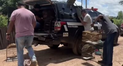 Polícia Civil apreende aves silvestres e armas de fogo durante operação em Bacabal