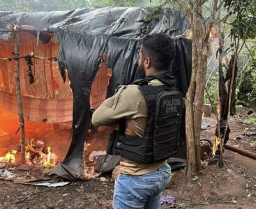 Mais de 10 mil pés de maconha são destruídos no MA causando prejuízo de R$ 5 milhões ao tráfico