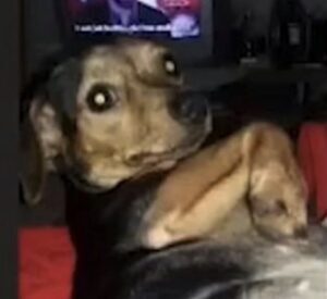 Homem suspeito de atropelar e matar cachorro da ex-namorada é preso em Tocantins