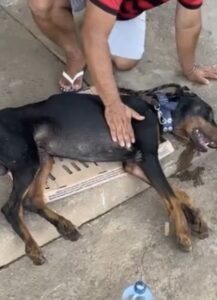 Homem é preso em flagrante após agredir cão em Arari; animal não resistiu