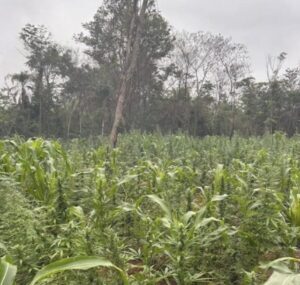 Policiais encontram e destroem cerca de 10 mil pés de maconha no Maranhão