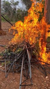 Operação Herba Nefanda erradica mais de 10 mil pés de maconha em Grajaú