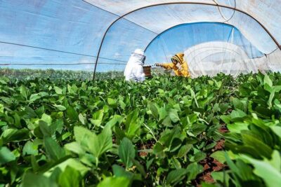 Senar, Embrapa e BASF lançam curso sobre integração entre apicultura e sojicultura