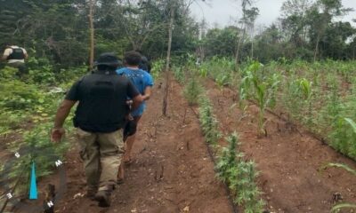 “NARCOTRÁFICO INVADE TERRA INDÍGENA E MONTA ‘FAZENDA DA MACONHA’ NO MARANHÃO: QUEM ESTÁ POR TRÁS DO ESQUEMA MILIONÁRIO?”