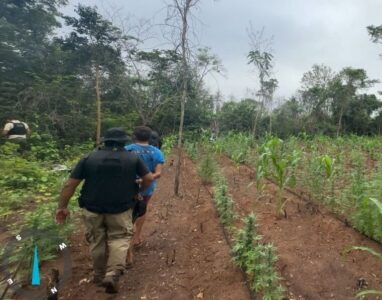 Operação destrói mais de 10 mil pés de maconha em Terra Indígena no Maranhão; uma pessoa foi presa