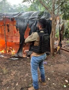 Mais de 10 mil pés de maconha são destruídos no MA causando prejuízo de R$ 5 milhões ao tráfico