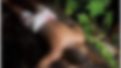 Jovem é morto a tiros em uma praça na cidade de Timon