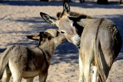 Justiça Federal barra abate de jumentos na Bahia e aponta risco de extinção